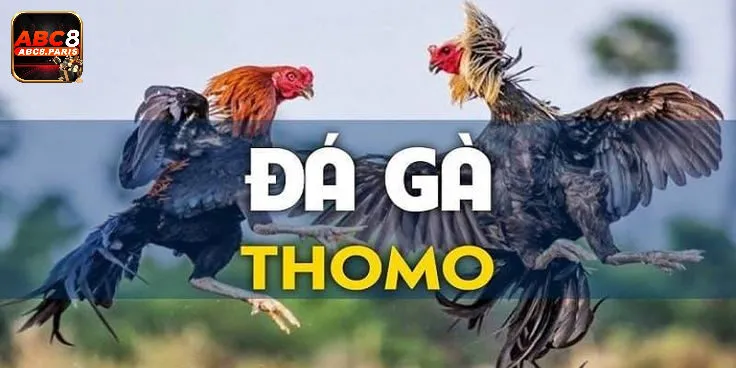 Đá gà thomo – Nghệ thuật và đam mê của người yêu gà chọi 2 Những lưu ý khi tham gia đá gà thomo